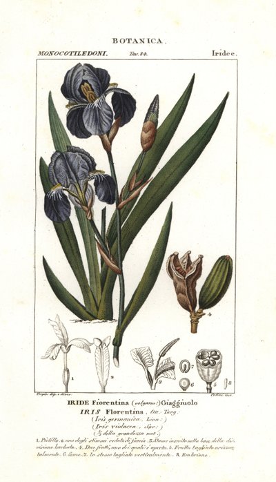 Florentine iris by Stanghi Stanghi