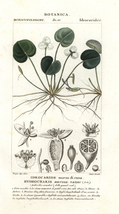 Frogbit by Stanghi Stanghi