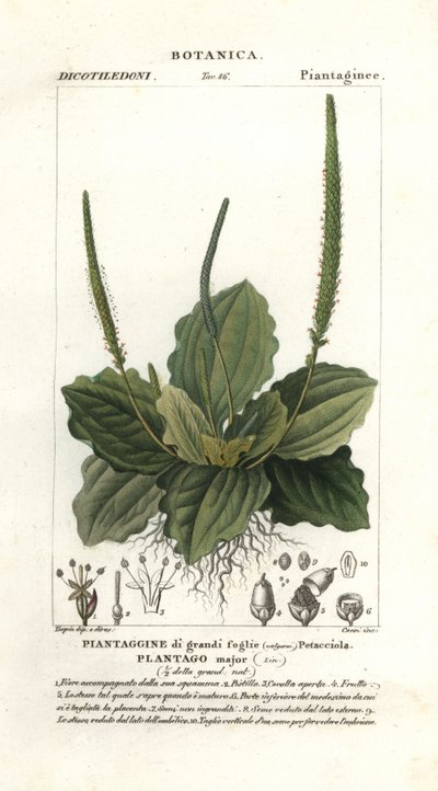 Greater Plantain by Stanghi Stanghi