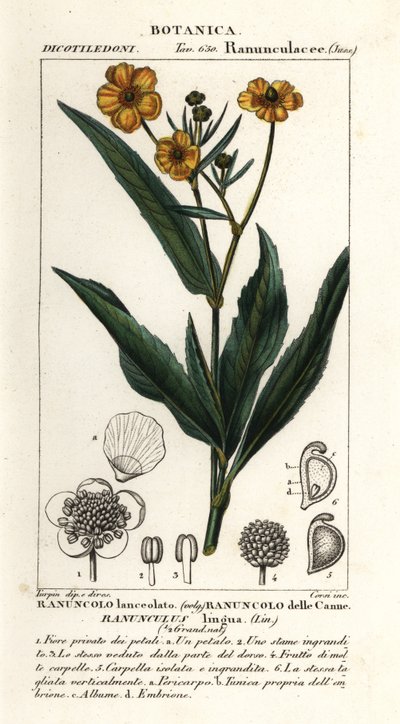 Greater spearwort by Stanghi Stanghi