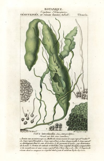 Gutweed or Grass Kelp by Stanghi Stanghi
