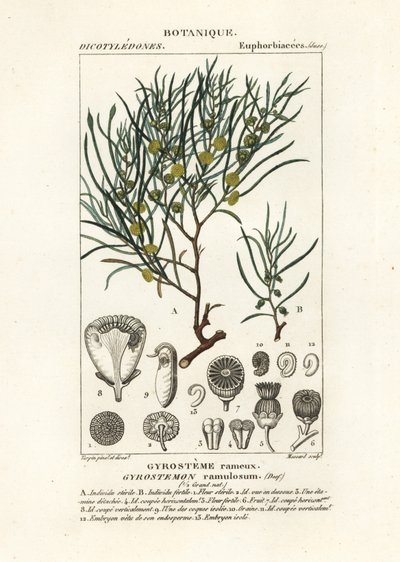 Gyrostemon Ramulosus Tree by Stanghi Stanghi