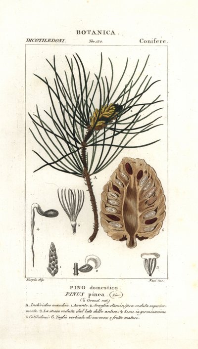 Italian Stone Pine by Stanghi Stanghi