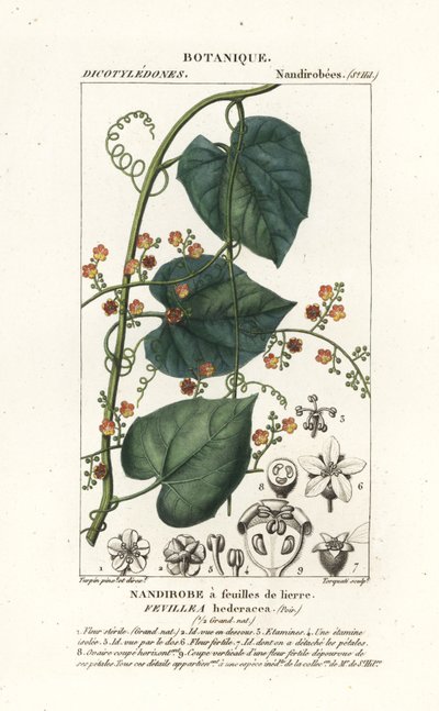 Javillo or antidote caccoon, Fevillea cordifolia by Stanghi Stanghi