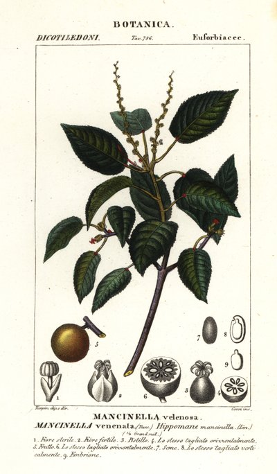 Manchineel or beach apple tree by Stanghi Stanghi