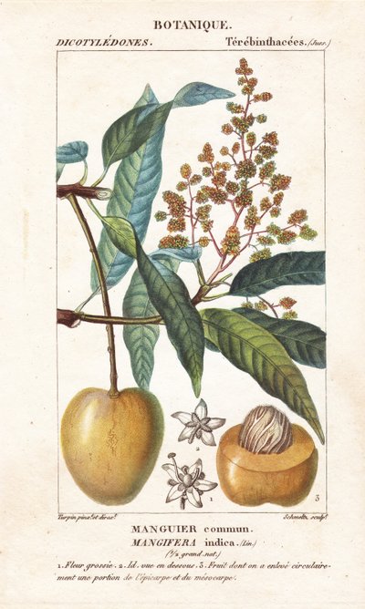 Mango fruit and section, Mangifera indica by Stanghi Stanghi
