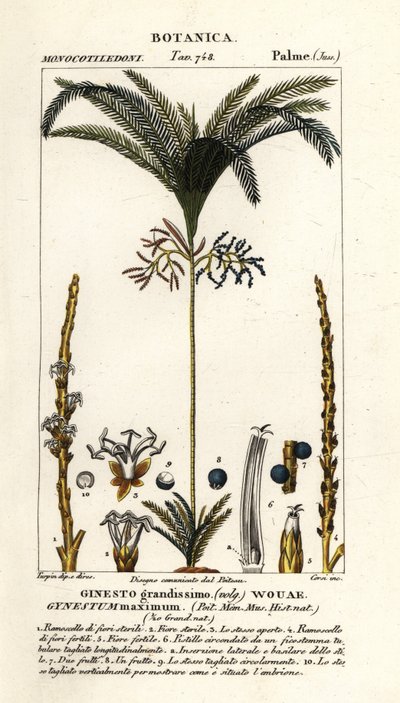 Palm tree, Geonoma maxima by Stanghi Stanghi