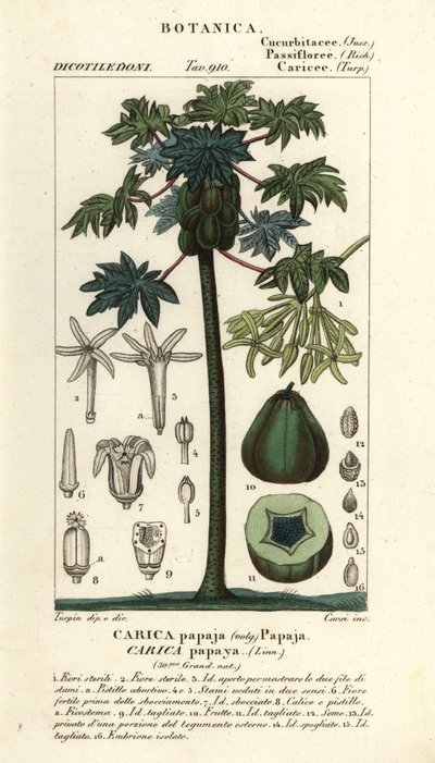 Papaya, papaw or pawpaw tree and fruit by Stanghi Stanghi