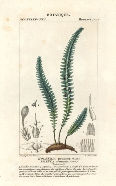 Quill Moss or False Fern Moss by Stanghi Stanghi