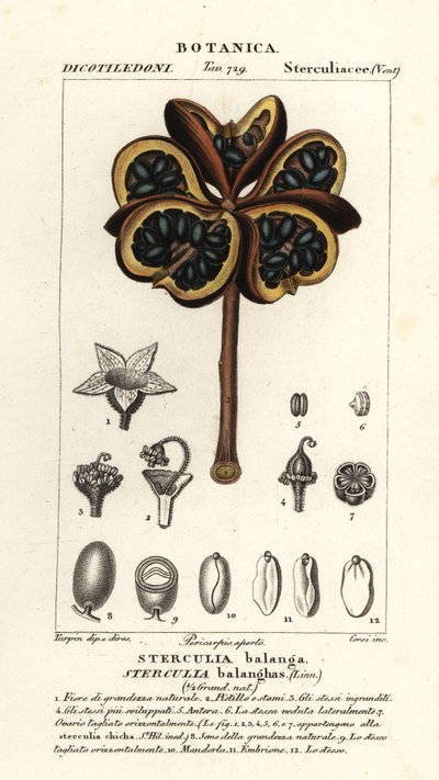 Tropical Chestnut or Nawa Tree, Sterculia Balanghas by Stanghi Stanghi