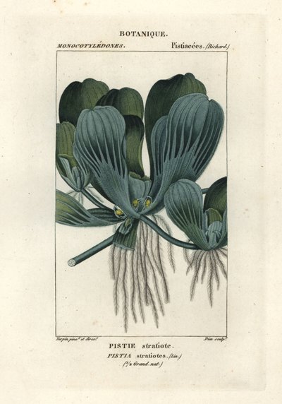 Water Lettuce or Nile Cabbage, Pistia stratiotes by Stanghi Stanghi