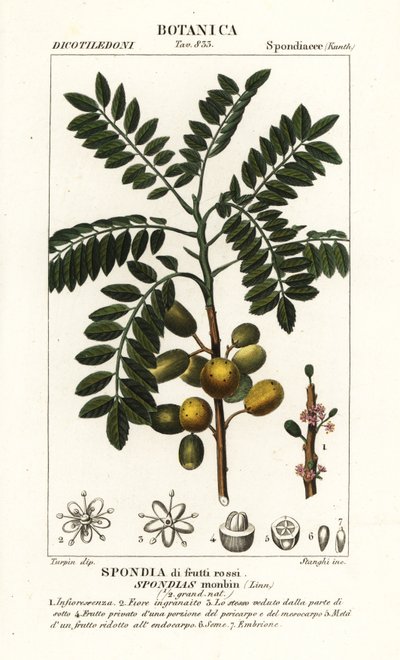 Yellow mombin or hog plum, Spondias monbin by Stanghi Stanghi