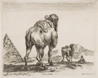 Camel viewed from behind, from Diversi Animali by Stefano della Bella