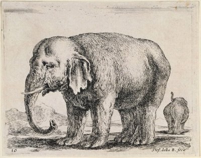 Elephant by Stefano della Bella