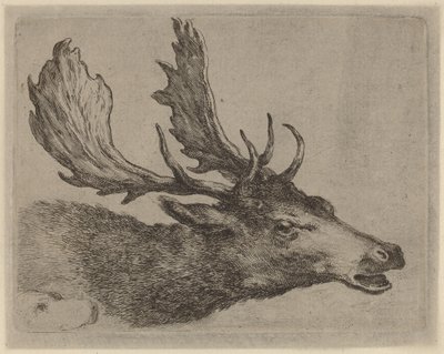 Head of a Stag Turned Right by Stefano della Bella
