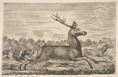 Hounds Chasing a Stag and a Doe by Stefano della Bella
