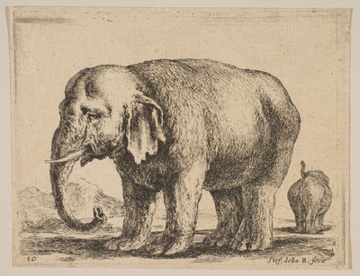 Elephant, from Various Animals by Stefano della Bella