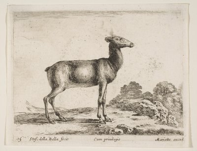 Doe, from Various Animals by Stefano della Bella