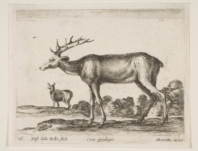 Stag (from Various Animals Diversi Animali) by Stefano della Bella