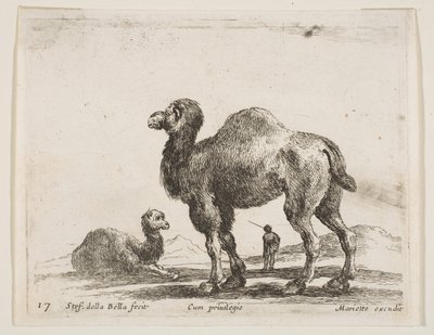 Plate 17: camels, from Various animals by Stefano della Bella