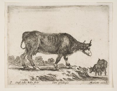 Plate 7: Ox, from Various Animals by Stefano della Bella