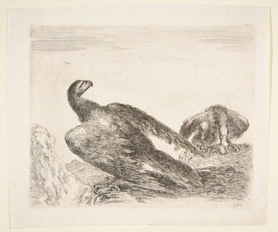 Two eagles, one with prey, from Eagles by Stefano della Bella