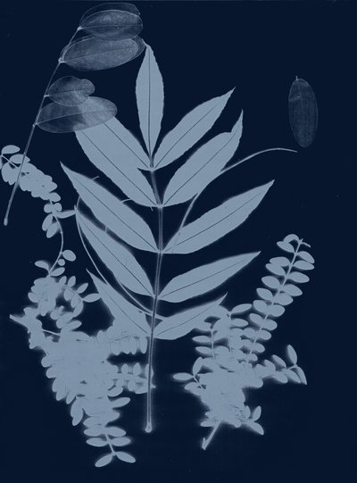 Cyan Foliage 01 by Stephen Dow