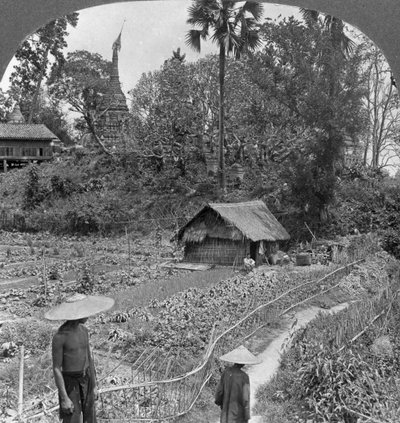 A vegetable garden amidst pagodas, Bhamo, Burma, 1908 by Stereo Travel Co