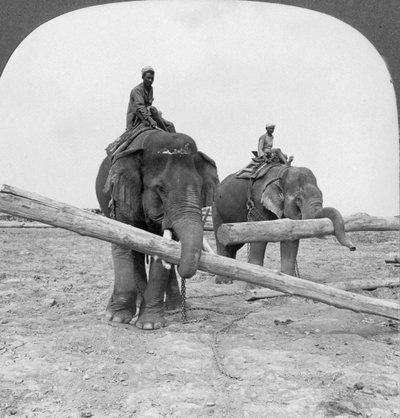 Elephants Working in a Lumber Yard, Rangoon, Burma by Stereo Travel Co