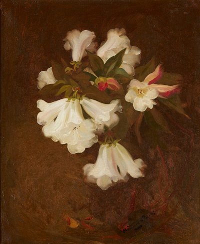 A Still Life of White Lilies by Stuart Park