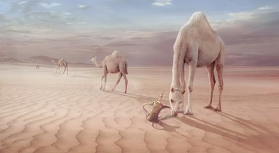 Arabian Desert Camels by Sulaiman Almawash