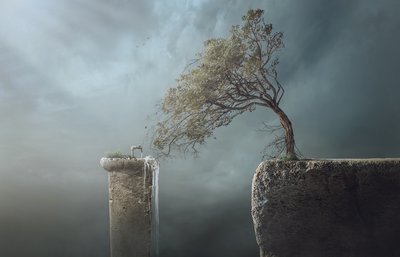 Windswept Tree Cliff by Sulaiman Almawash