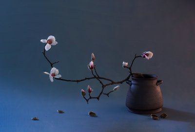 Zen Magnolia Blossom by Summer2016