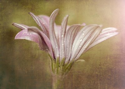 Delicate Dewdrop Bloom by Susan Moss