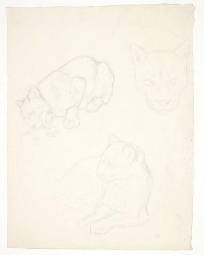 Three Studies of a Lion Cub by Svend Rathsack