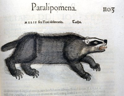 Badger, illustration from 