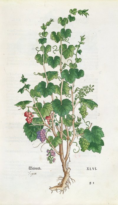 Grape Vine (Vitis Vinifera) botanical plate from De Historia Stirpium by Leonard Fuchs, 1543 by Swiss School