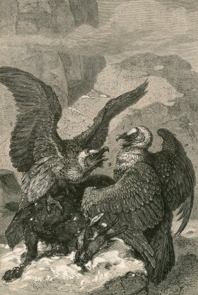 Lammergeiers and their Prey by Swiss School