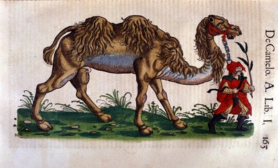 Representation of a Camel, illustration from 