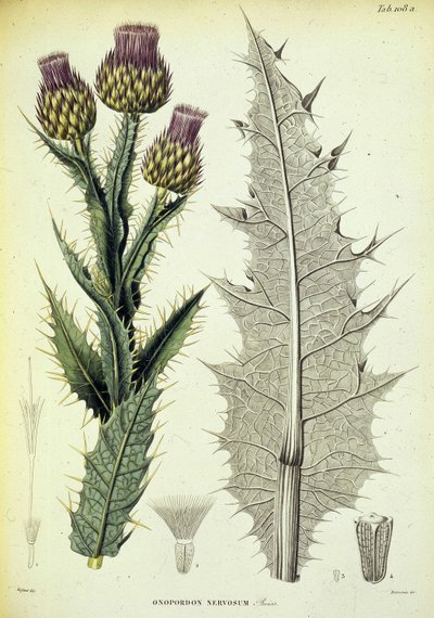 Specimen of Onopordon. Botanical plate from 