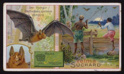 Vampire bat by Swiss School