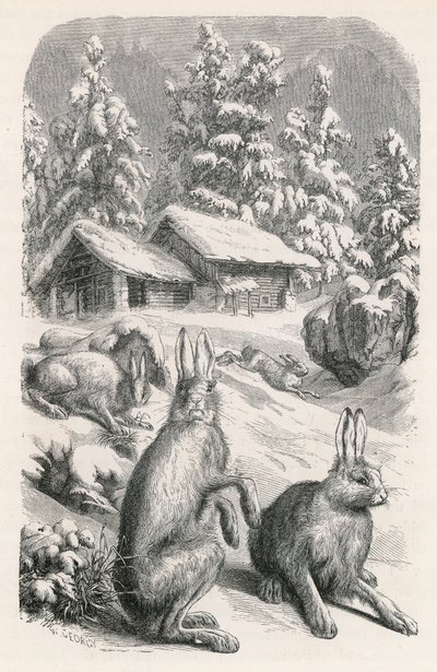 White Alpine Hares by Swiss School