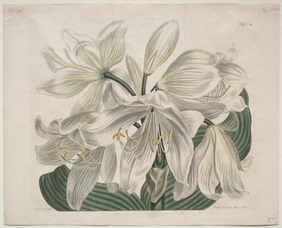 The Botanical Magazine or Flower Garden Displayed: White Cape - Coast Lily by Sydenham Edwards