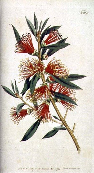 Harsh Leaved Metrosideros (Metrosideros citrina), from William Curtis