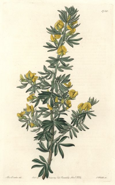 Adesmia de Loudon, Native of Tasmania (Australia) - Water of S. Watts from an Illustration by Sarah Anne Drake, from the Botanical Register by Sydenham Teast Edwards