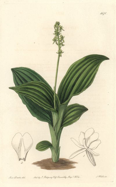 African Liparis Orchid by Sydenham Teast Edwards