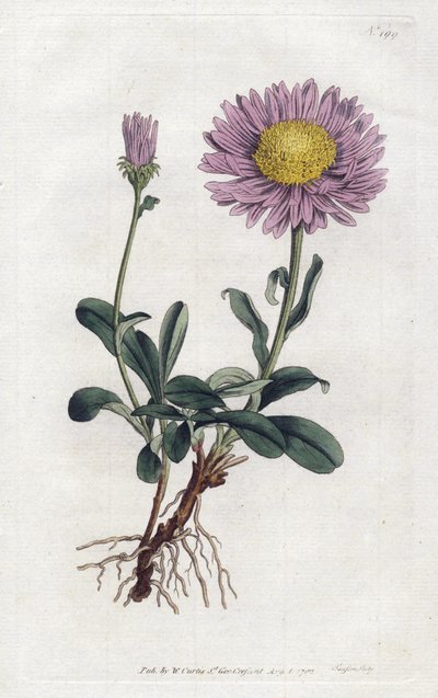 Alpine Aster or Queen Daisy of the Alps by Sydenham Teast Edwards