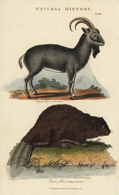 Alpine Ibex and European Beaver by Sydenham Teast Edwards