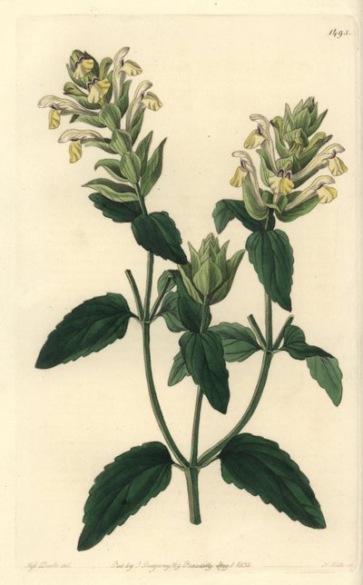 Alpine scutellaria by Sydenham Teast Edwards