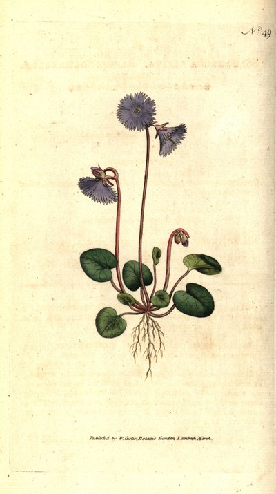 Alpine Soldanella by Sydenham Teast Edwards